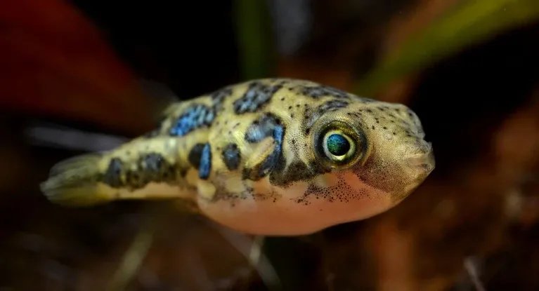 How the world’s smallest pufferfish breeds in the Western Ghats