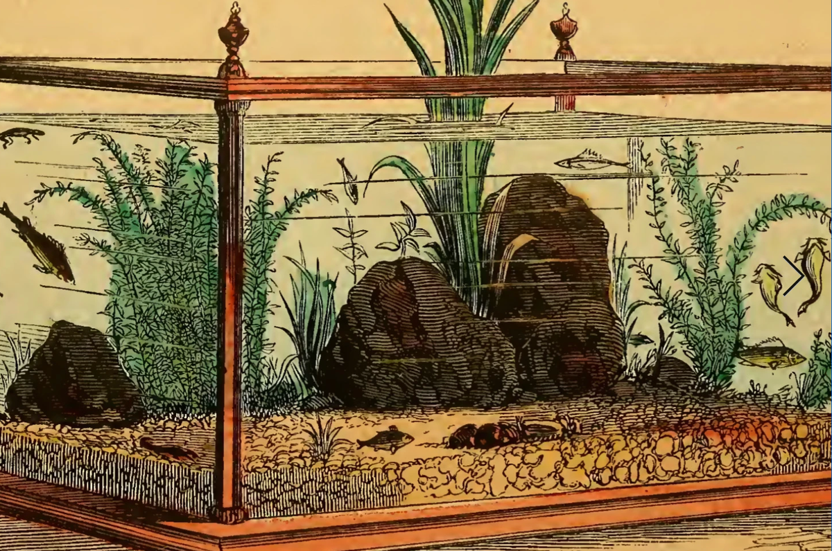 History of Aquariums