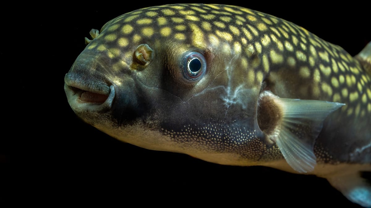 Chelonodon patoca - Milk Spotted Puffer | Indian Native Series