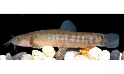 New Hill Stream Loach species discovered