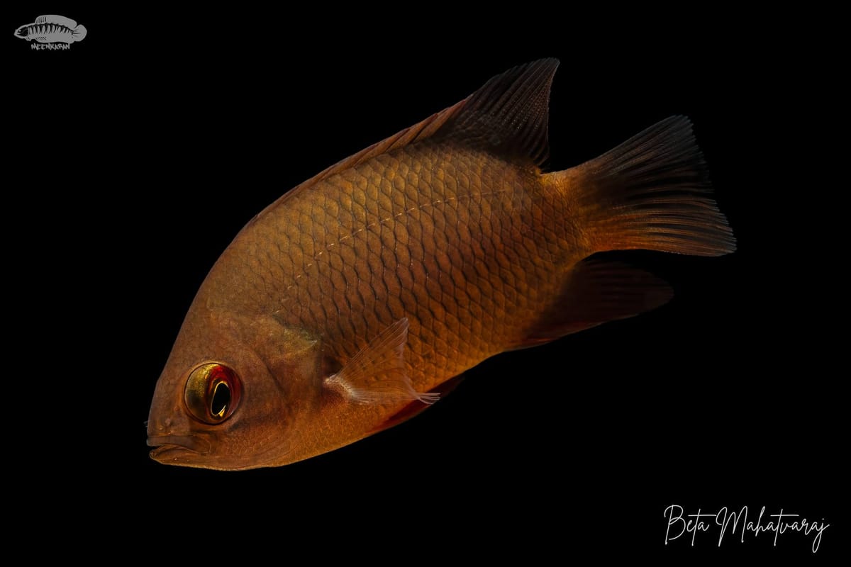 Malabar Leaffish (Pristolepis rubripinnis) | Indian Native Series