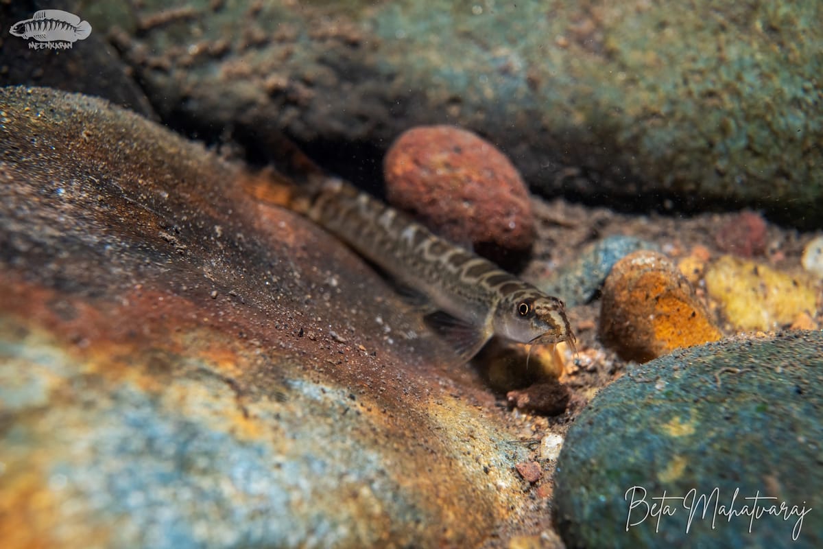 Mesonoemacheilus petrubanarescui - Petru Banarescu's Loach | Indian Native Series