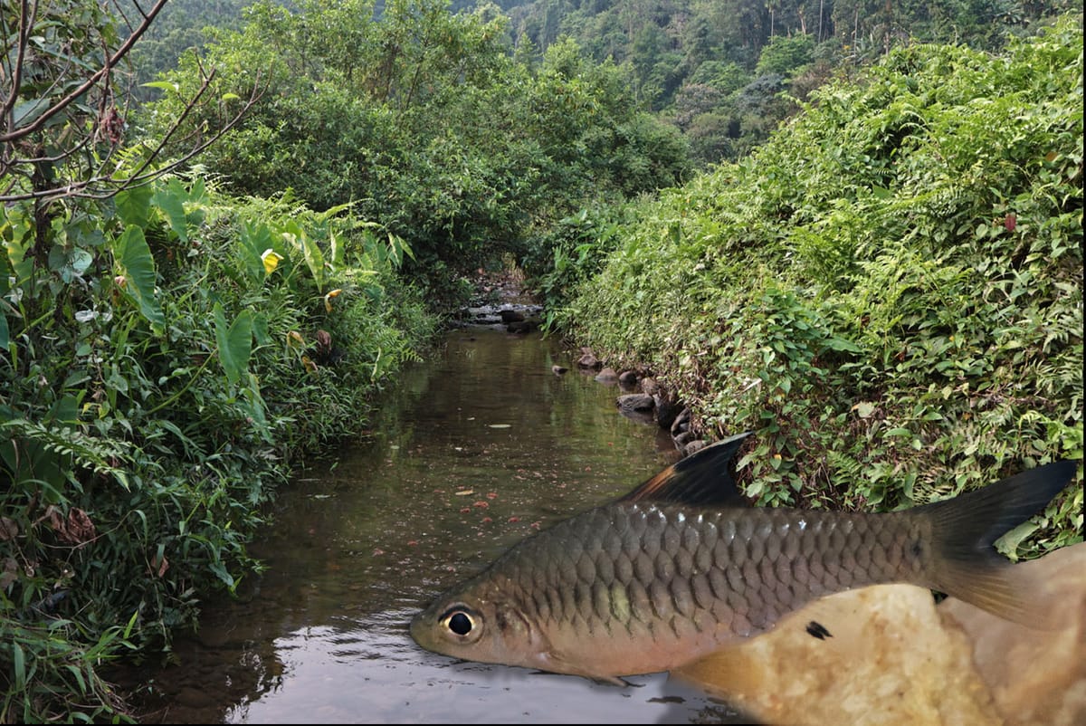 New Species from India - Oreichthys warjaintia