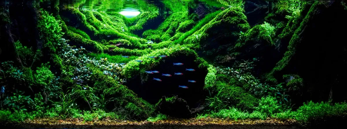 Aquascaping Competition Alert!