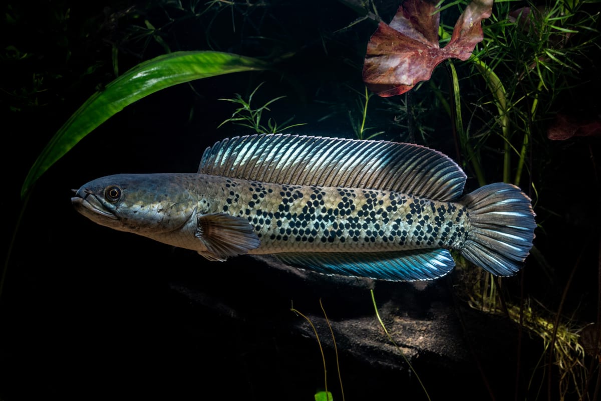 Dons of the Aquarium World – Some World-famous Channa sp of India | Indian Native Series