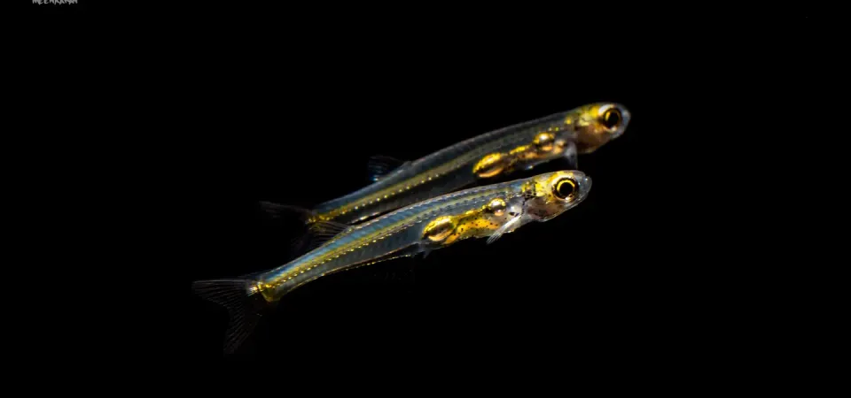 Meet The 12mm Fish That’s As Loud As A Jet Engine