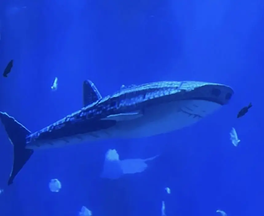 Aquarium’s star whale shark shocks visitors