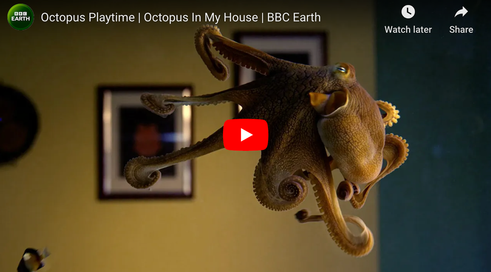 Octopus In My House | BBC Earth