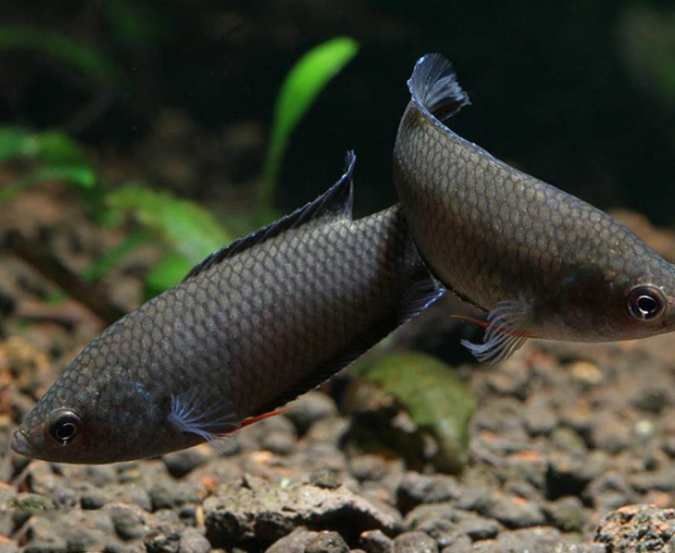 Spiketail Paradisefish (Pseudosphromenus cupanus) Indian Native Series