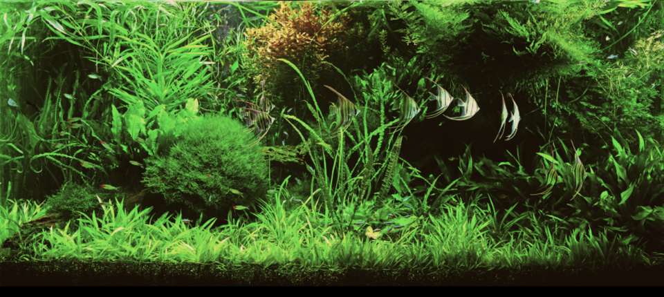 The ADA School of Aquascaping