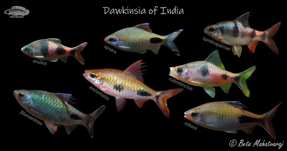 The 'Dawkinsia' genus from the Indian sub-continent