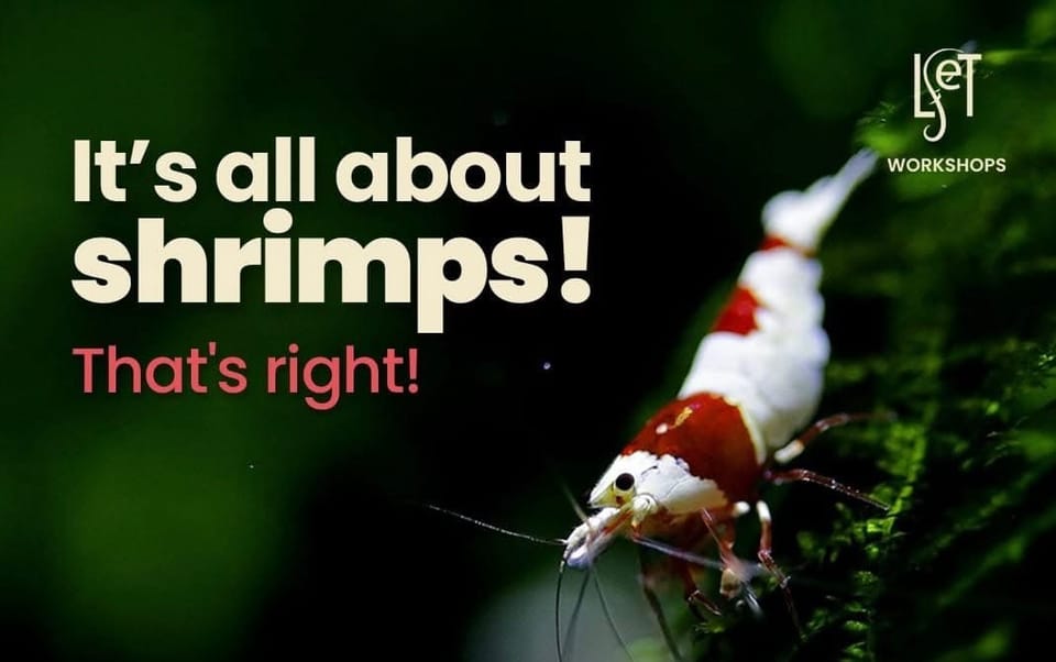 It's all about Shrimps!